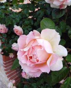 The Roses Garden img30