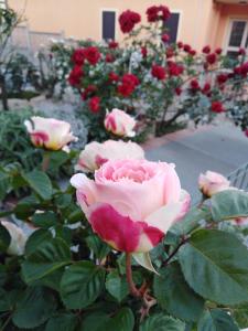 The Roses Garden img34