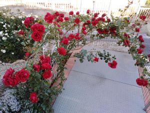 The Roses Garden img38
