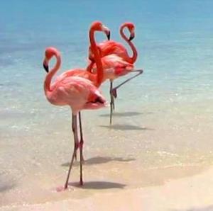 Il fenicottero Marzamemi