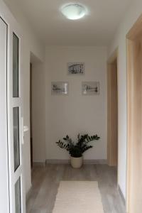 Apartman Sofia