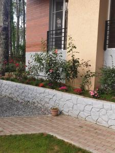 Shekvetili Big Wonder