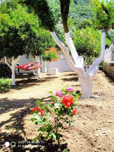 Oleander, 100m from the center and the sea Kefalloniá Greece