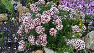 Da Mario & Marianna img66