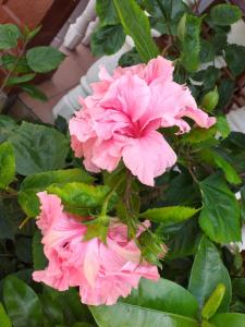 Pension Hibiscus
