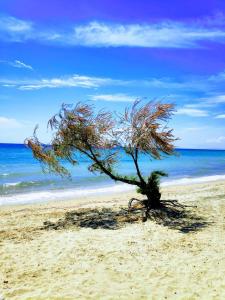 Seaside family Apartment in Paralia Dionisiou