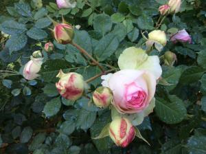 Le Manoir de Juillereau photo 24