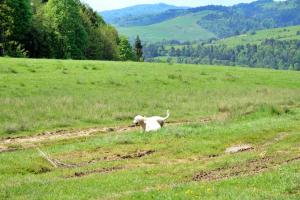 Apartament Homole D2