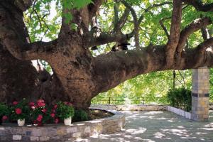 Margarita's Pelion Greece