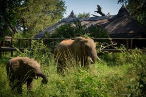 Lion Sands Narina Lodge