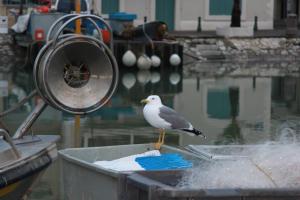 Appartements La Roseliere Appartement 2 chambres 6 couchages a 400 m de la plage : photos des chambres