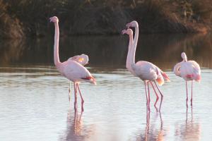 Appartements La Roseliere Appartement 2 chambres 6 couchages a 400 m de la plage : photos des chambres