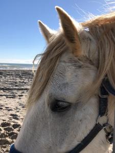 Appartements La Roseliere Appartement 2 chambres 6 couchages a 400 m de la plage : photos des chambres