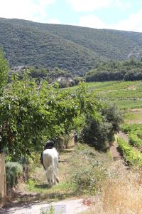 Appartements Eco gite dans les vignes : photos des chambres