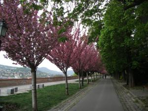 Buda Castle Studio - Inside Buda Castle