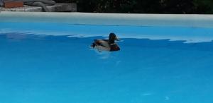 Nel verde house di Rolando