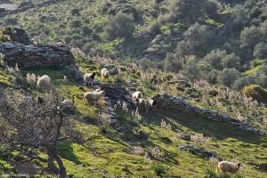 Arados Houses-Breathtaking Agean Sea view Tinos Greece