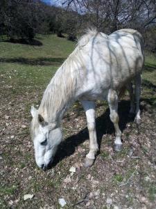 Apartmán Magrignano tra animali e natura Montieri Itálie