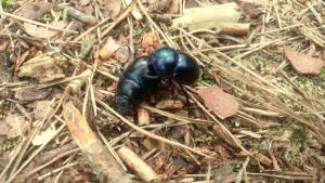 martas Gästehäuser Groß Väter See