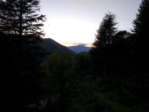 Pura Vida