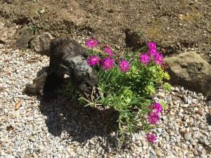 Appartements Les iris : photos des chambres