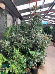 CROWN CENTRAL BUSINESS DISTRICT Motel