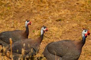 Agrikea Kea Greece