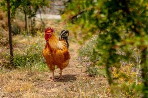 Agrikea Kea Greece