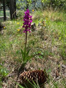 Appartement Superdevoluy Le Petit Suisse