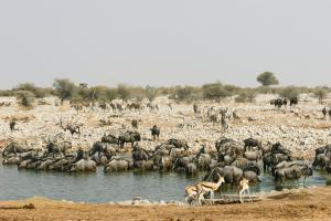 On the C38 Road from Outjo to Okaukuejo, Southern Etosha, Namibia