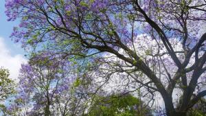 Arusha Villa Karamu Coffee Estate