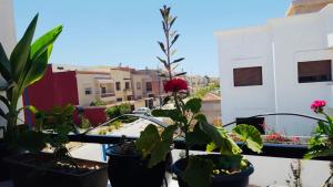 Safiote House appartement