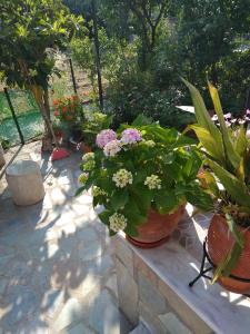 Summer Dream Lesvos Greece