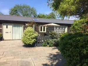 Barn Owl - 斯塔勒姆