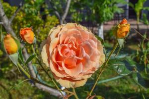 Rose Garden Apartments