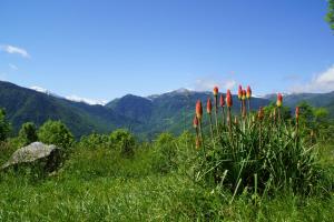 Chalets  les gentianes 