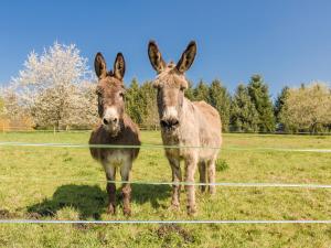 Maisons de vacances A comfortable way to go back in time to find space tranquillity and nature : photos des chambres