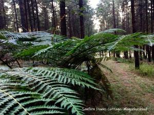 Sanfern Downs Cottage