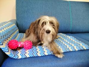 appartamento trieste