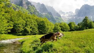 Bungalows Prokletije