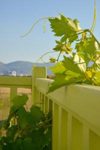 Zeras Apartments Milos Greece