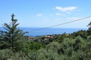 Tra gli ulivi da Giacinta