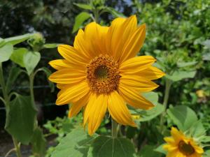 Apartment Verde img2