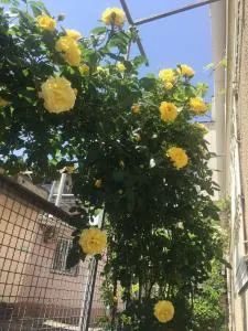 Ludmila guest house - гостевой дом "Людмила" - 比尔戈罗德-德尼斯特罗夫西基