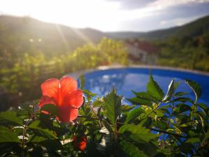 Апартамент VILLA ČEH Gabrovica pri Črnem Kalu Словенiя