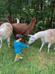Fermes Loire Valley Llama Farm Stay : photos des chambres