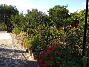 Summer Dream