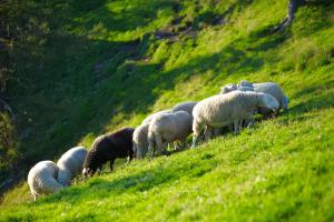 Turistična kmetija Čerček