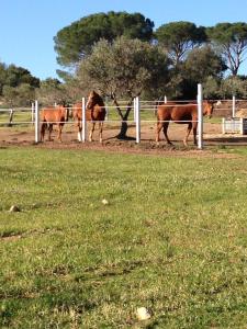 Agriturismo Is Conchisceddas img98