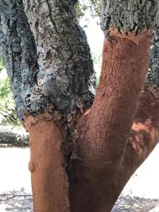 Agriturismo Is Conchisceddas img96